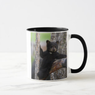 Taza Osezno de osos negros descansando