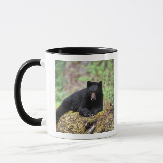 Taza Oso negro en un viejo tronco de crecimiento en el (Izquierda)