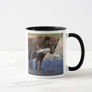 Taza Oso pardo, oso grizzly, con captura de salmón,