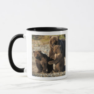 Taza Oso pardo, oso grizzly, osa con crías en la costa