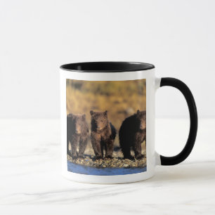 Taza Oso pardo, oso pardo, cachorros, Katmai National