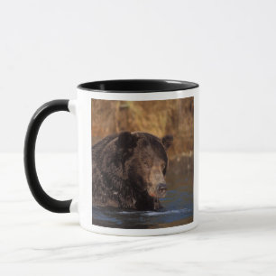 Taza oso pardo, Ursus arctos, oso grizzly, Ursus 5