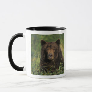 Taza oso pardo, Ursus arctos, oso grizzly, Ursus 9