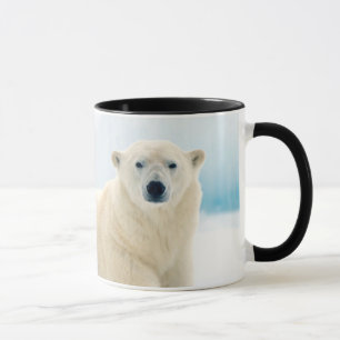 Taza oso polar adulto con gran jabalí en el hielo de ve