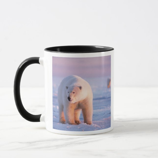 Taza oso polar, Ursus maritimus (Izquierda)