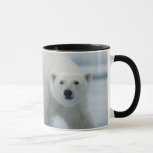 Taza Oso polar, Ursus Maritimus, Adulto