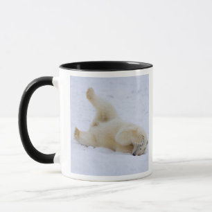 Taza oso polar, Ursus maritimus, cachorro rodando