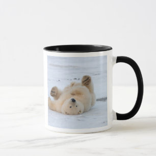 Taza oso polar, Ursus maritimus, cachorro rodando 3