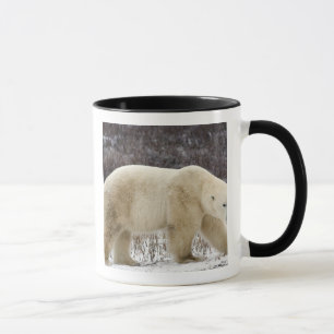 Taza Oso polar Ursus maritimus) en Churchill