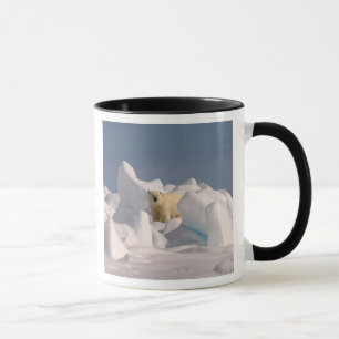 Taza oso polar, Ursus maritimus, en hielo áspero