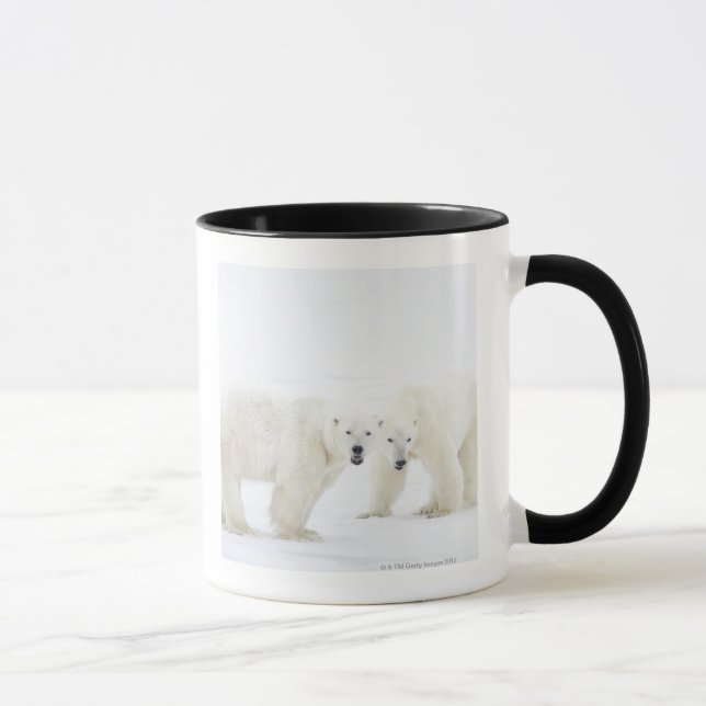 Taza Osos polares que se colocan en nieve después de (Derecha)