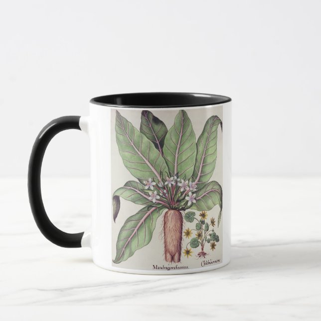 Taza Otoño Mandrake, del "Hortus Eystettensis" cerca (Izquierda)