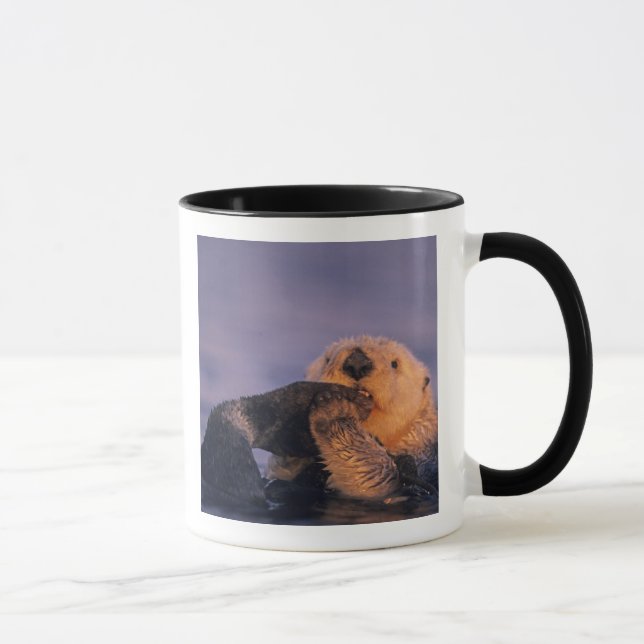 Taza Otter marino, Enhydra lutris (Derecha)