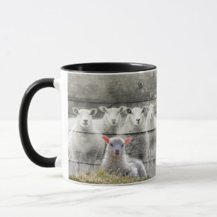 Taza Oveja Bloqueo Bebé Cordero