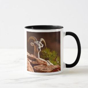 Taza Oveja de cuernos grandes del desierto (Ovis canade