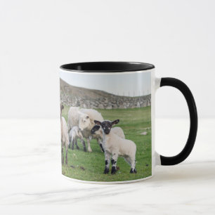 Taza Oveja Shetland