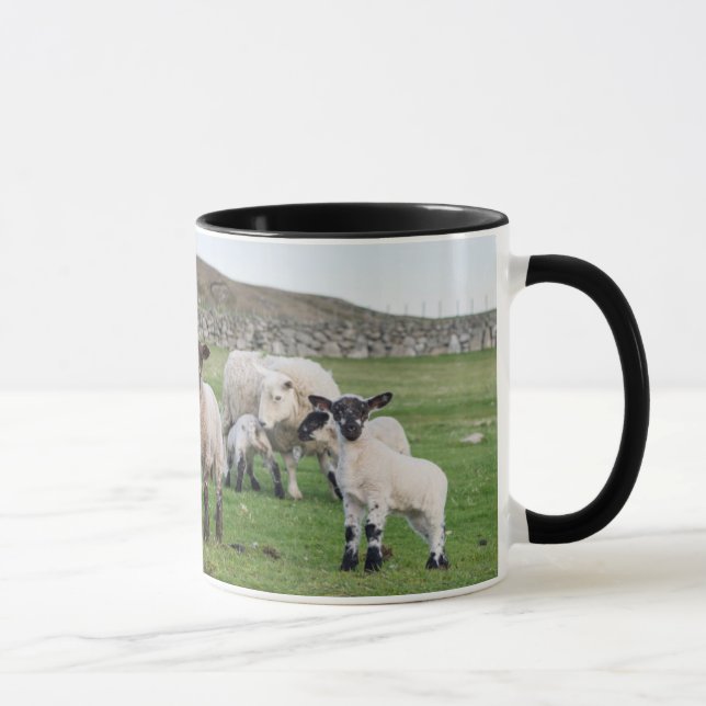 Taza Oveja Shetland (Derecha)