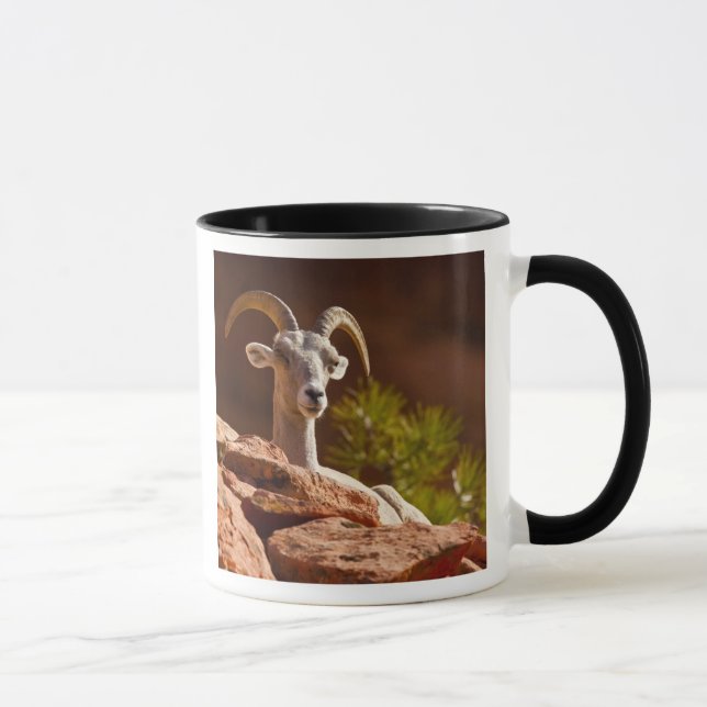 Taza Ovejas del Bighorn del desierto (Ovis canadensis n (Derecha)