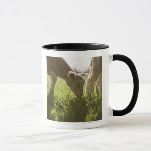 Taza Ovejas que pastan en hierba