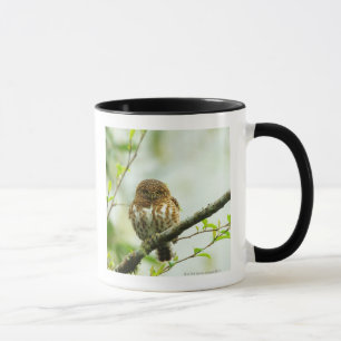 Taza Owlet agarrado del pigmy que se encarama en rama