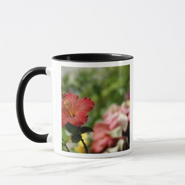 Taza Pacífico Sur, Polinesia Francesa, Sociedad 2 (Izquierda)
