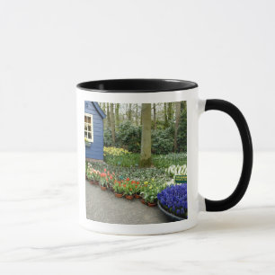 Taza Países Bajos (también conocido como Holanda), Liss