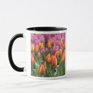 Taza Países Bajos (también conocido como Holanda), Liss