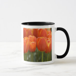 Taza Países Bajos (también conocido como Holanda), Liss