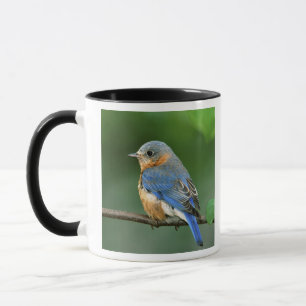 Taza Pájaro azul oriental femenino, Sialia sialis
