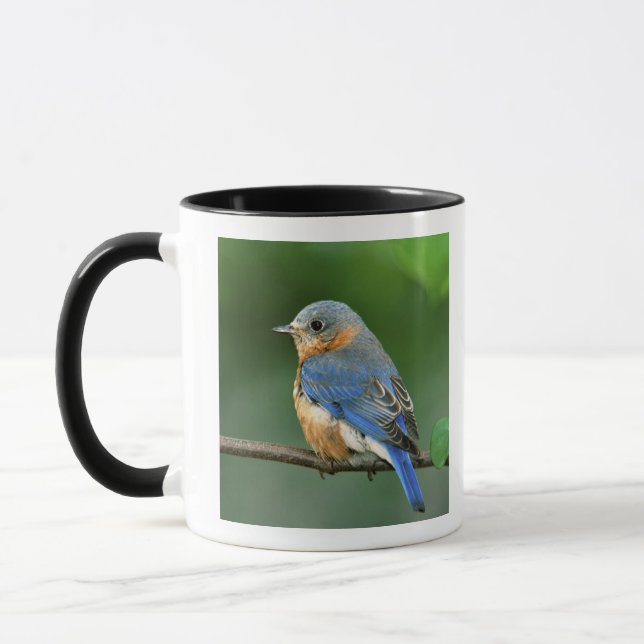 Taza Pájaro azul oriental femenino, Sialia sialis (Izquierda)