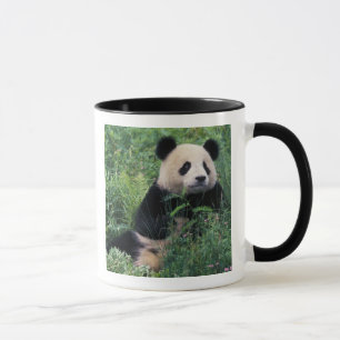 Taza Panda gigante en la hierba, Valle de Wolong, Sichu