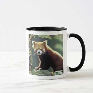Taza Panda rojo Ailurus fulgens)