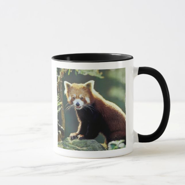 Taza Panda rojo Ailurus fulgens) (Derecha)