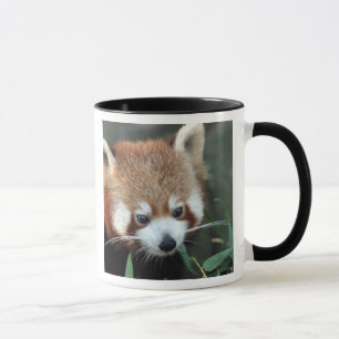 Taza Panda rojo, Taronga Zoo, Sydney, Australia