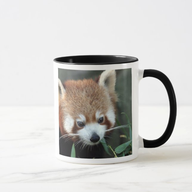 Taza Panda rojo, Taronga Zoo, Sydney, Australia (Derecha)