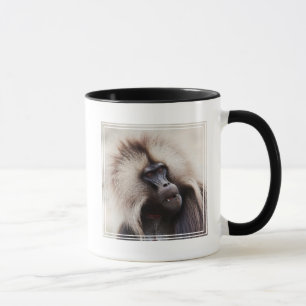Taza Papión Gelada, Etiopía