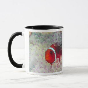Taza Papúa Nueva Guinea, Gran Barrera de Coral,