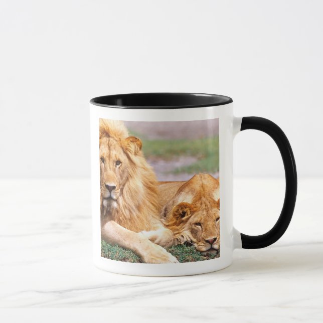 Taza Pareja de Leones Africanos, Panthera leo, Tanzania (Derecha)