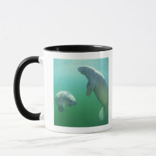Taza Pares de manatees de la Florida que nadan