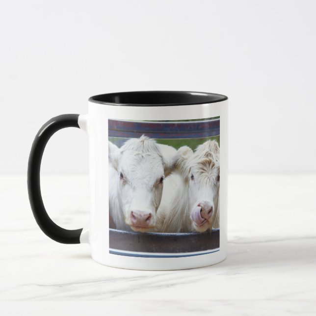 Taza Pares de vacas blancas jovenes en el remolque de (Izquierda)
