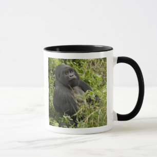 Taza Parque Nacional Volcanes, Gorila de Montaña