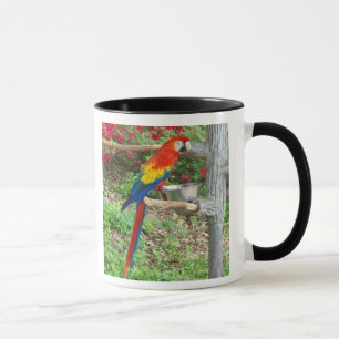 Taza Parrot Ringer Mug