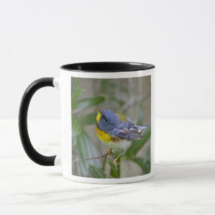 Taza Parula Parula Parula americana)