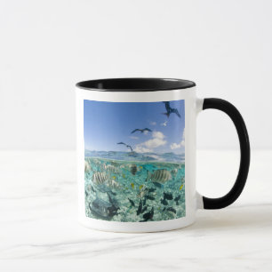 Taza Paseo en safari por laguna con Stingrays