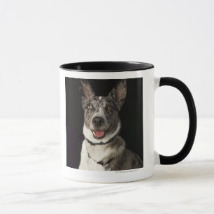 Taza Pastor australiano gris y blanco con el arnés