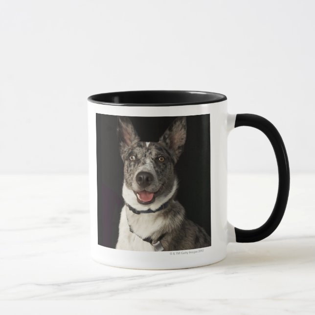 Taza Pastor australiano gris y blanco con el arnés (Derecha)