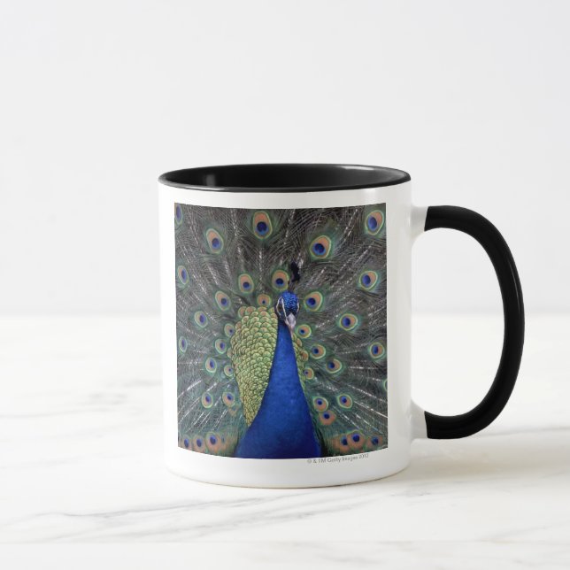 Taza Pavo real (Derecha)