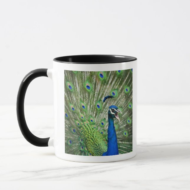 Taza Pavo real de griterío (Izquierda)
