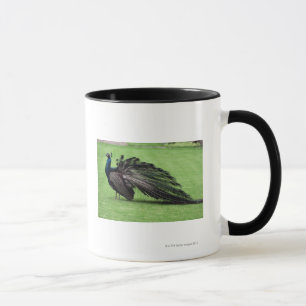 Taza Pavo real en campo
