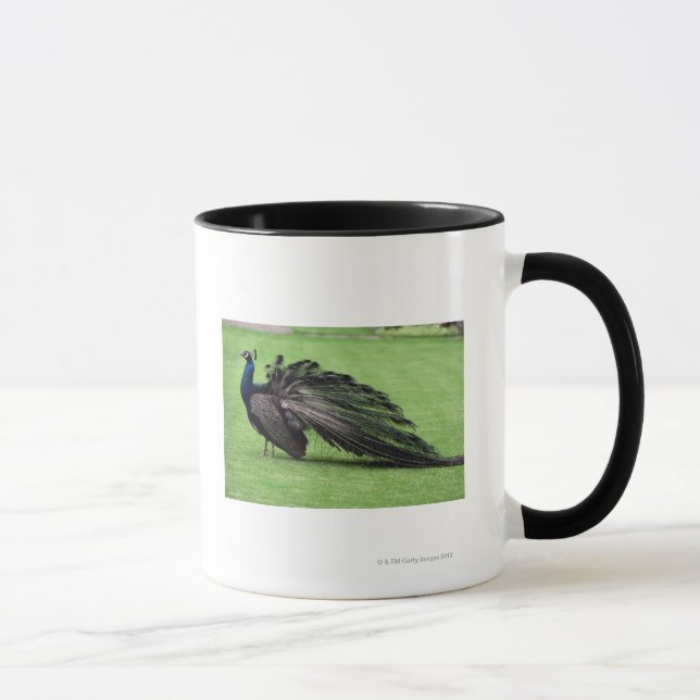 Taza Pavo real en campo (Derecha)